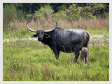 Kaziranga